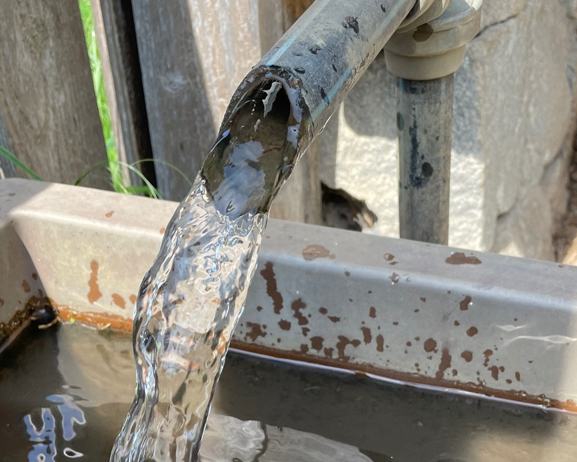 Bourgeon Ashley Furman Dual pfas free shampoo Rosa Lachen Zwiebel